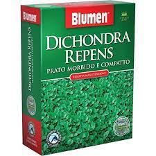 DICONDRA blumen