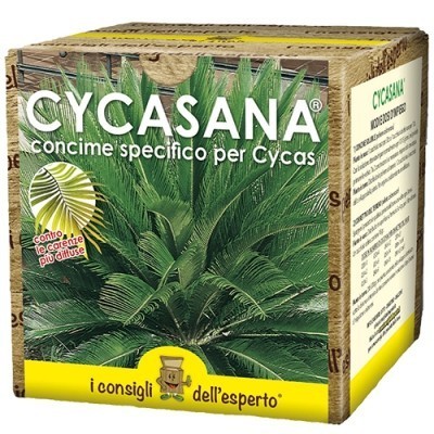 cycasana