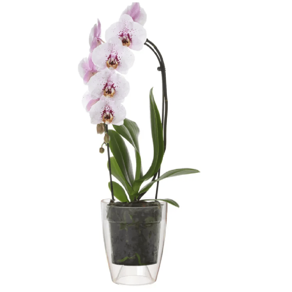 Vaso orchidea trasparente - Casavecchia Piante